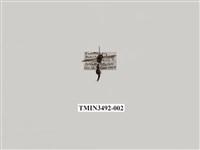 藏品(黃領凹背蜾蠃)的圖片